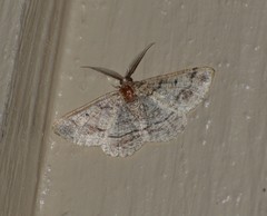Pterospoda nigrescens