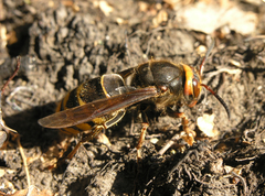 Vespa crabro altaica