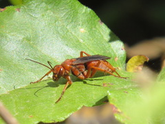 Tachypompilus unicolor