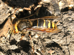 Vespa crabro altaica