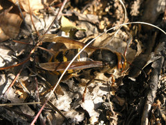 Vespa crabro altaica