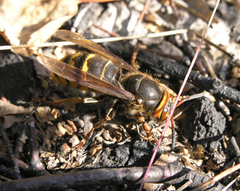 Vespa crabro altaica