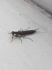 Chaeteessa