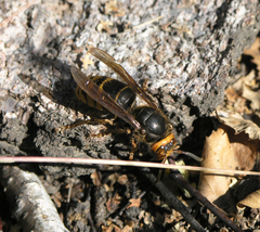 Vespa crabro altaica
