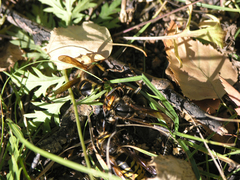 Vespa crabro altaica