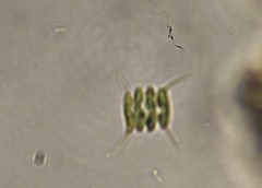 Scenedesmus