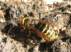 Vespa crabro altaica