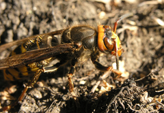 Vespa crabro altaica