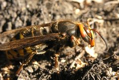 Vespa crabro altaica