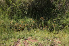 Cyperus polystachyos polystachyos