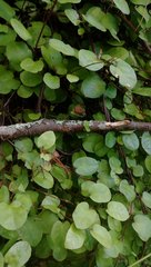 Muehlenbeckia complexa complexa