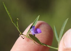 Psoralea laxa