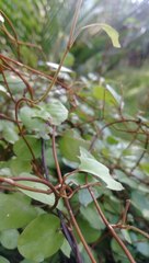 Muehlenbeckia complexa complexa