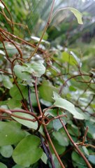 Muehlenbeckia complexa complexa