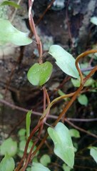 Muehlenbeckia complexa complexa