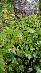 Muehlenbeckia complexa complexa