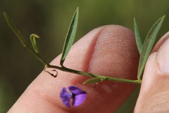Psoralea laxa