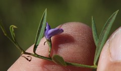 Psoralea laxa