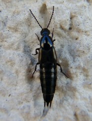 Philonthus carbonarius