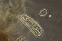 Cocconeis pediculus