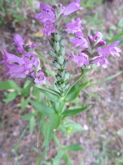 Physostegia parviflora