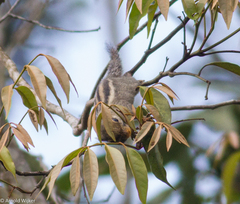 Tamiops mcclellandii