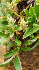 Salix cascadensis