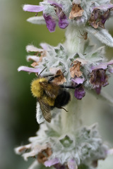 Bombus perplexus