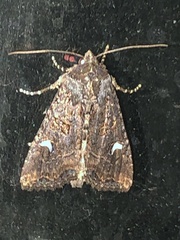 Helotropha reniformis