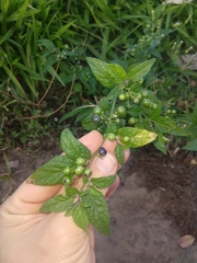 Solanum americanum
