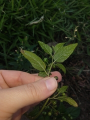 Solanum americanum