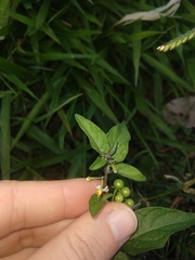 Solanum americanum