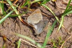 Lycaena standfussi
