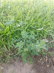 Solanum americanum