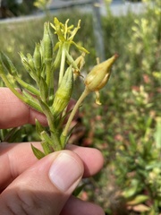 Mompha stellella