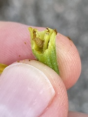 Mompha stellella