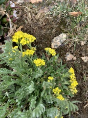 Draba aurea