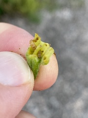 Mompha stellella