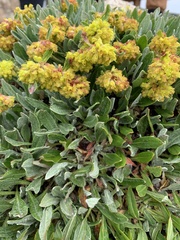 Eriogonum flavum