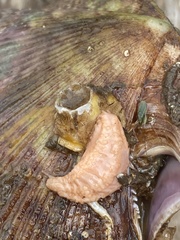 Eupentacta fraudatrix