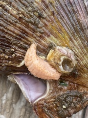 Eupentacta fraudatrix