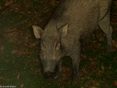 Sus scrofa vittatus