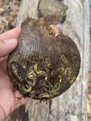 Eupentacta fraudatrix