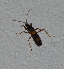 Rasahus biguttatus