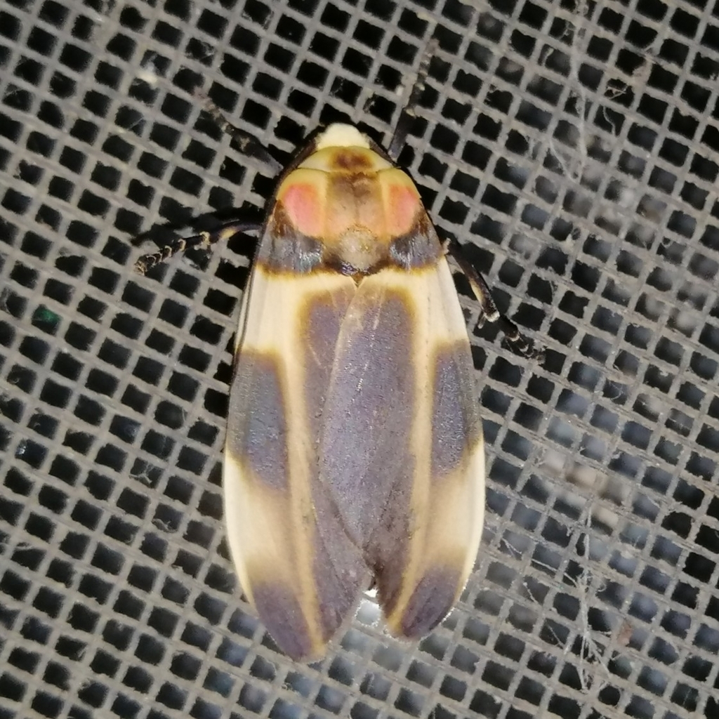 Cratoplastis rectiradia