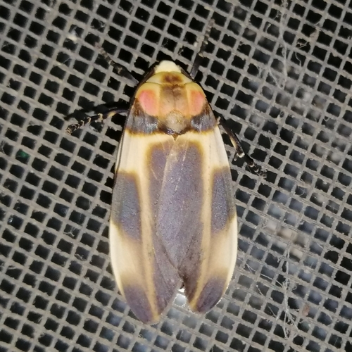 Cratoplastis rectiradia
