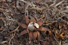 Geastrum floriforme