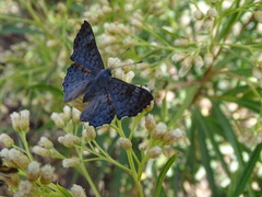 Lasaia sessilis