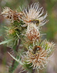 Cirsium eatonii