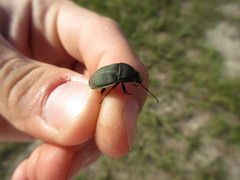 Chlaenius tomentosus